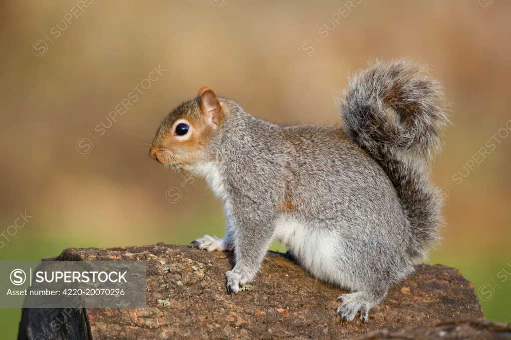 Grey Squirrel - on log  (Sciurus carolinensis). Cornwall - UK.