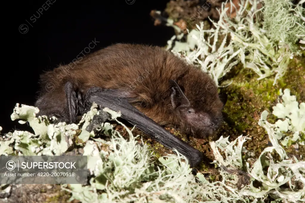 Pipistrelle Bat (Pipistrellus pipistrellus)