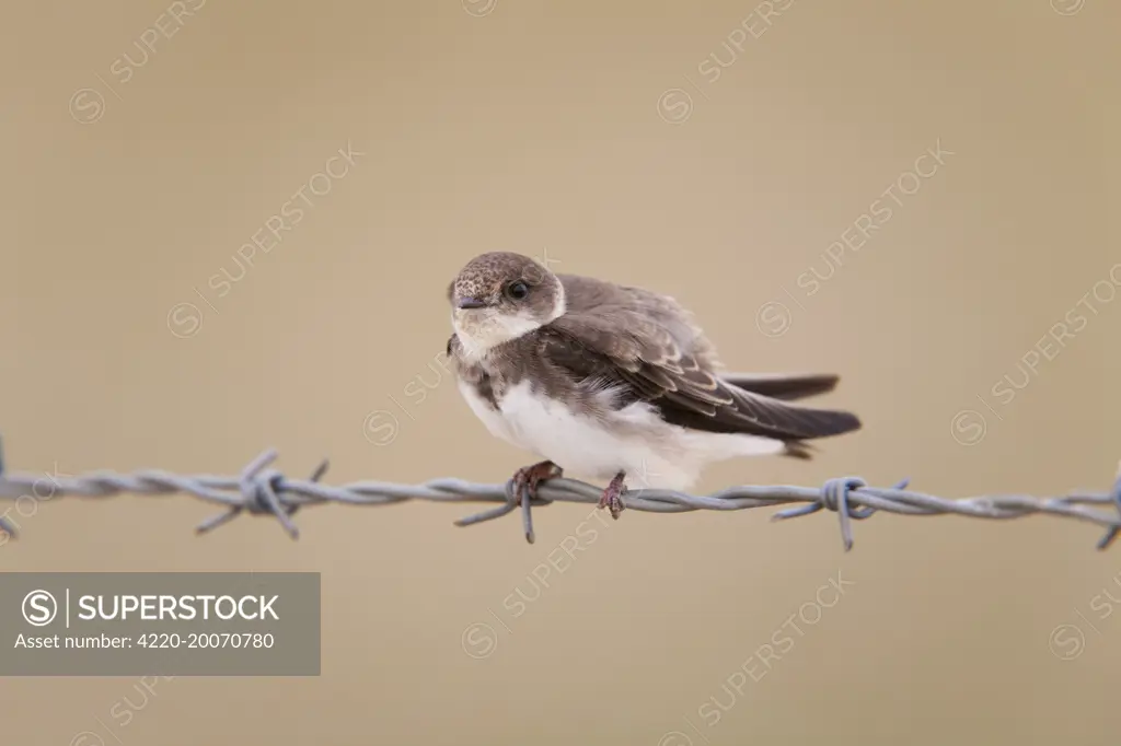 Sand Martin - perched on barbed wire (Riparia riparia)