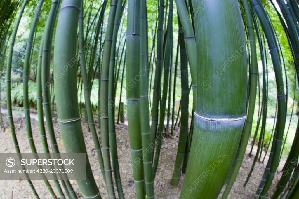 Bamboo stems - Trebah Garden. Cornwall.
