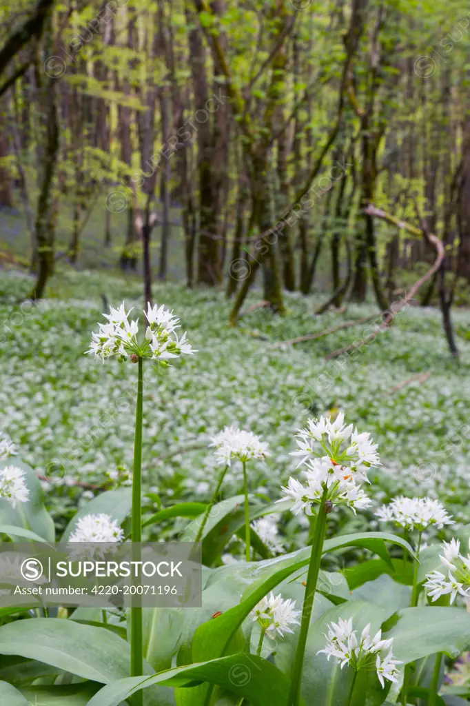 Wild Garlic - in Spring (Allium ursinum). Duloe Woods, Cornwall, UK.