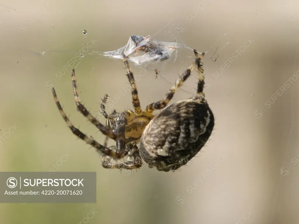 Garden Cross Spider - on web wrapping prey (Araneus diadematus)