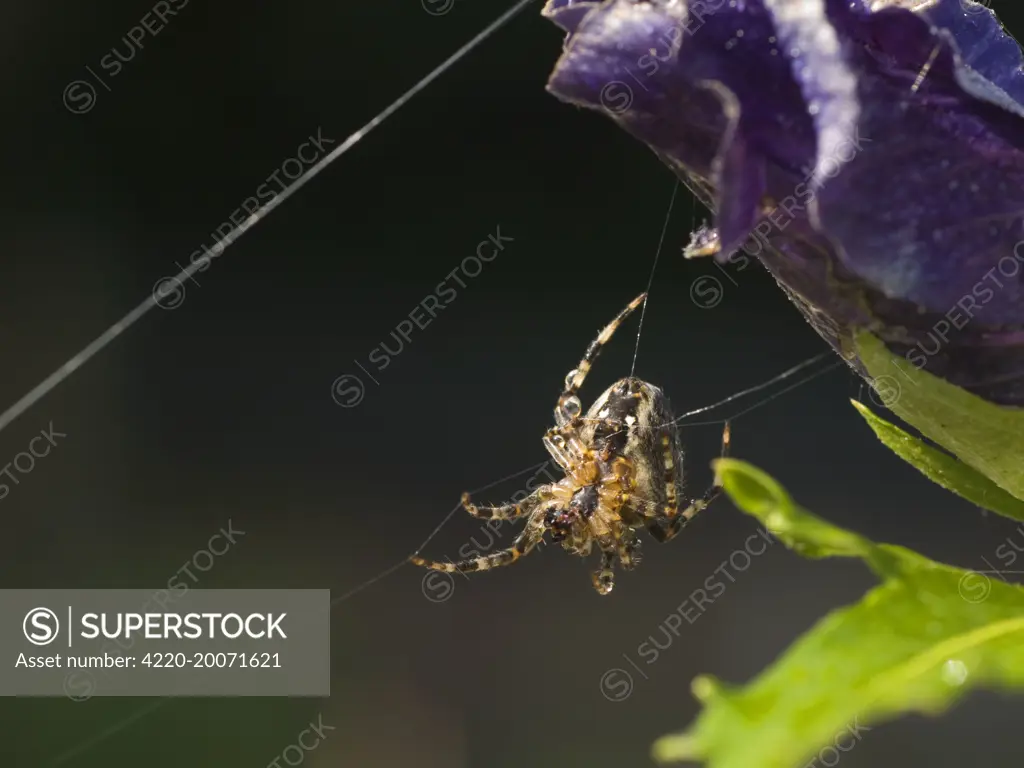 Garden Cross Spider. (Araneus diadematus). On web. UK.