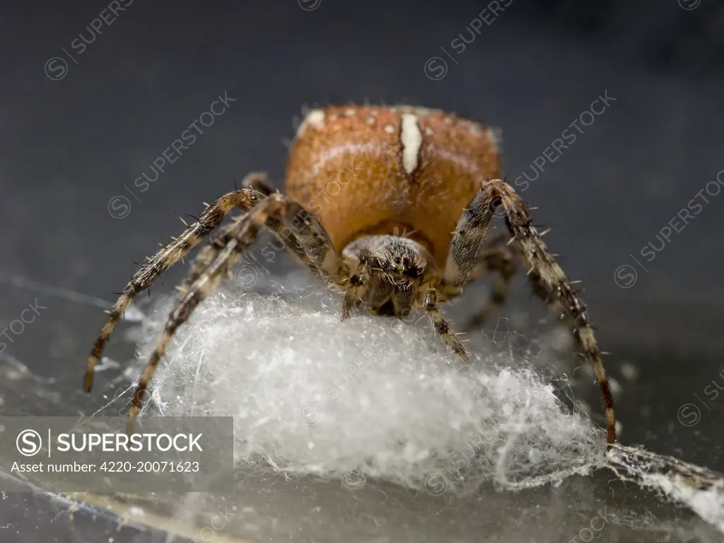 Garden Cross Spider - female preparing support for egg sac (Araneus diadematus)