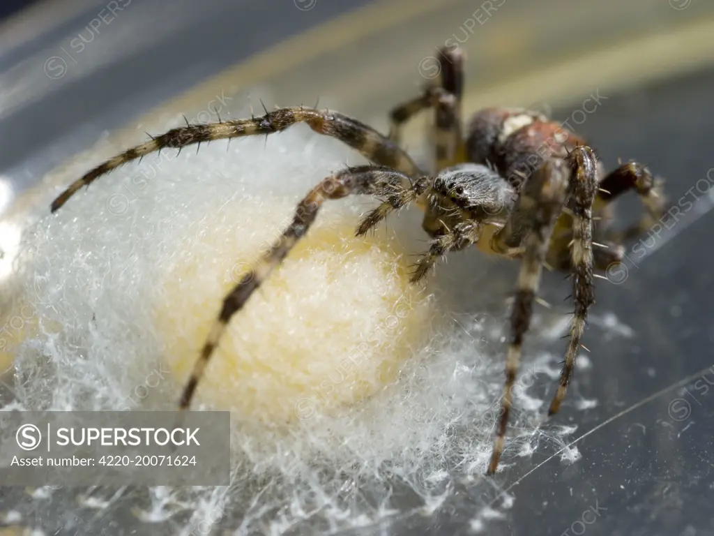Garden Cross Spider - female protecting egg sac (Araneus diadematus)