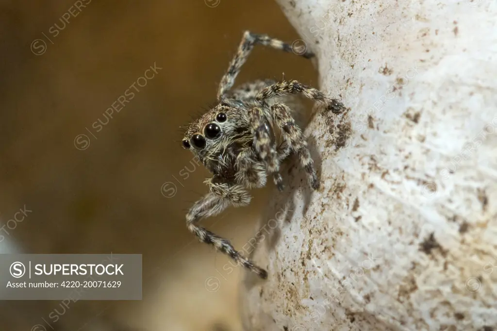 Jumping Spider on snail shell.  (Salticidae)
