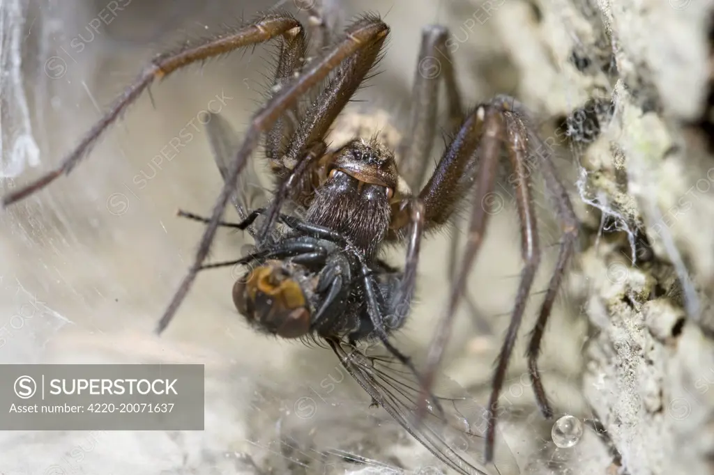 House Spider feeding on fly.  (Tegenaria gigantea)