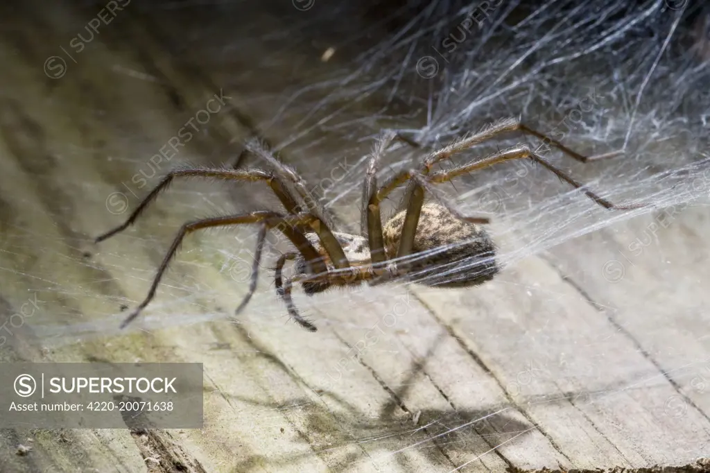 House Spider.  (Tegenaria gigantea)