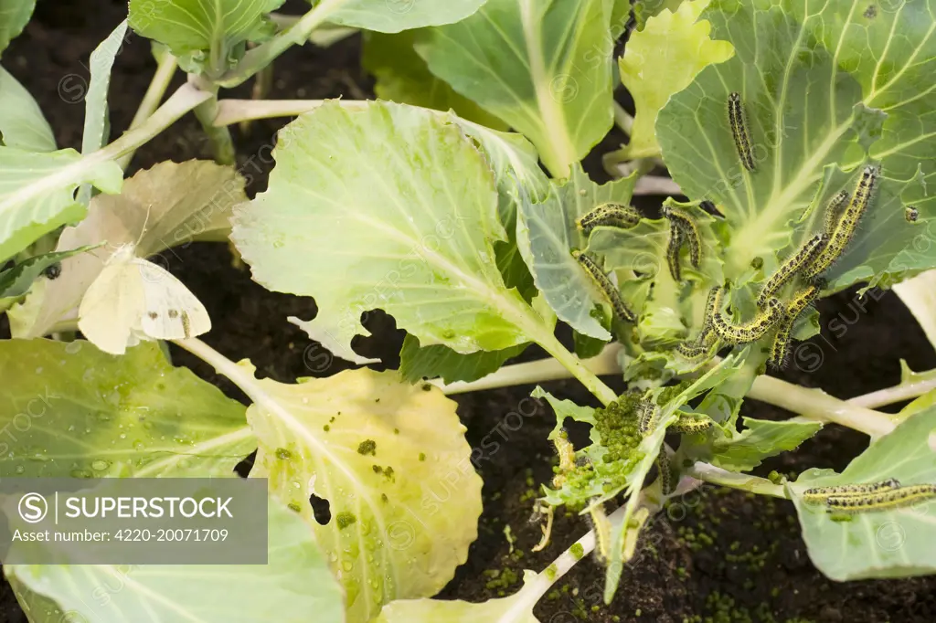 Large White butterfly and caterpillars on cabbage plants.  (Pieris brassicae)