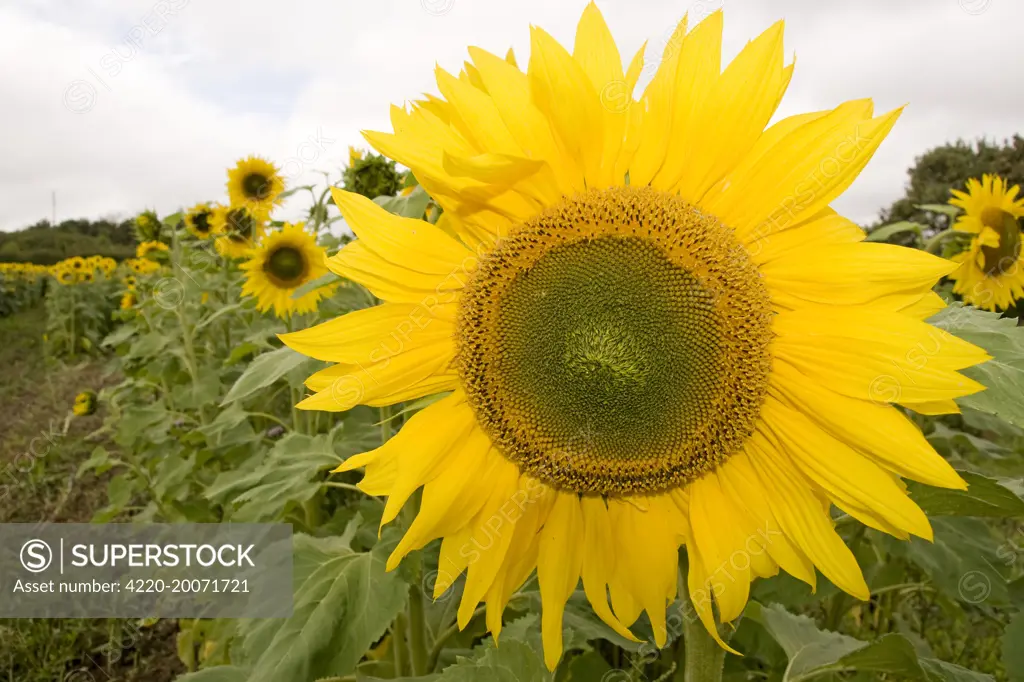 Field of sunflowers. (Helianthus)