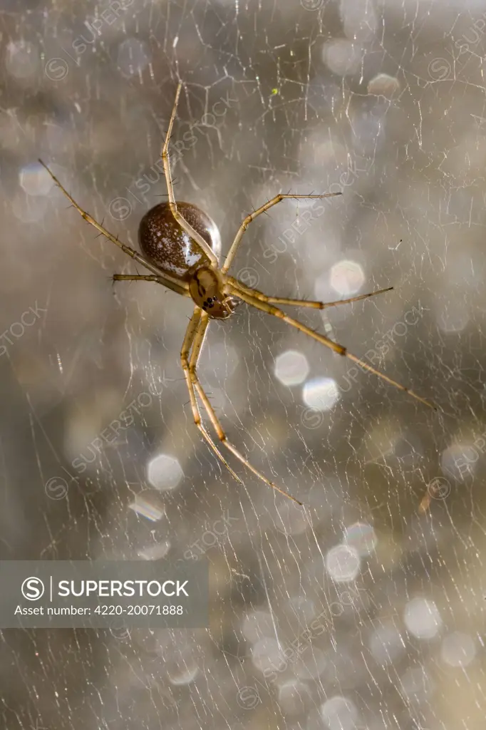 Money Spider - on web on pane of glass (Linyphia triangularis)