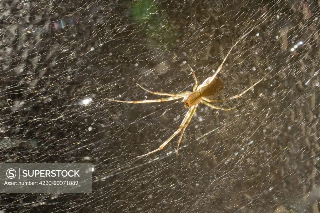 Money Spider - on web on pane of glass  (Linyphia triangularis)