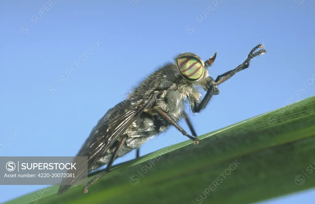 Horsefly - showing banded eyes (Tabanus sp.). Norfolk UK.