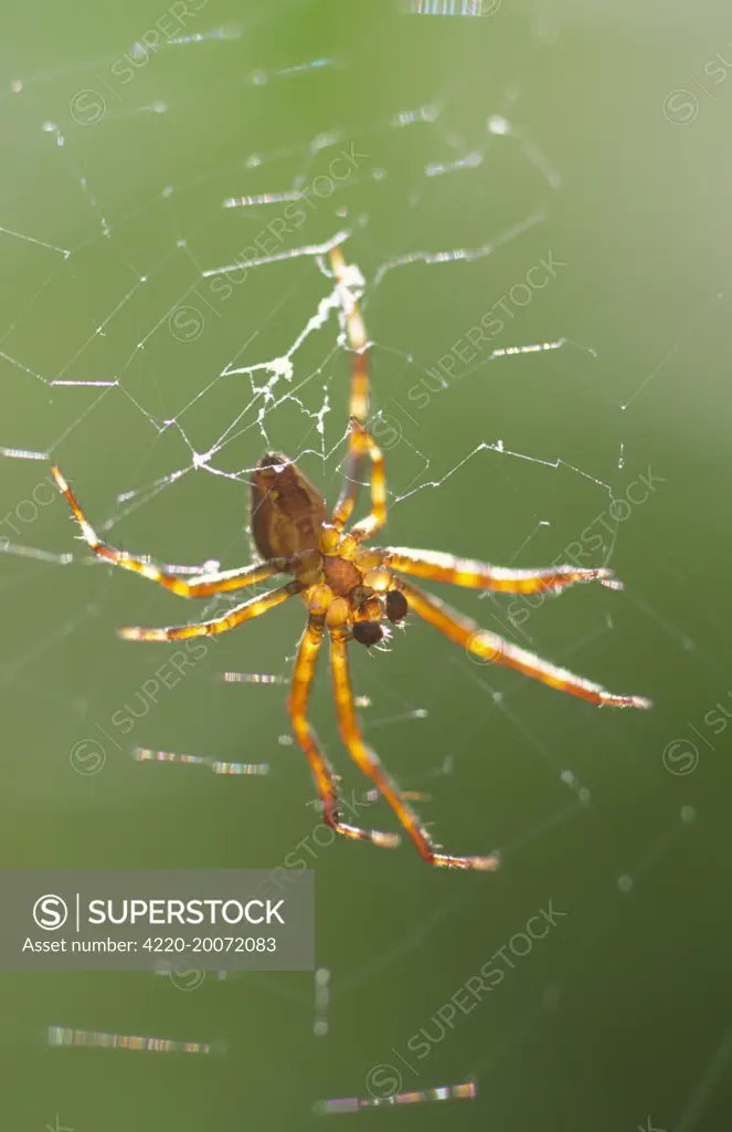 Garden Spider - Male in Web (Araneus diadematus). Norfolk UK.