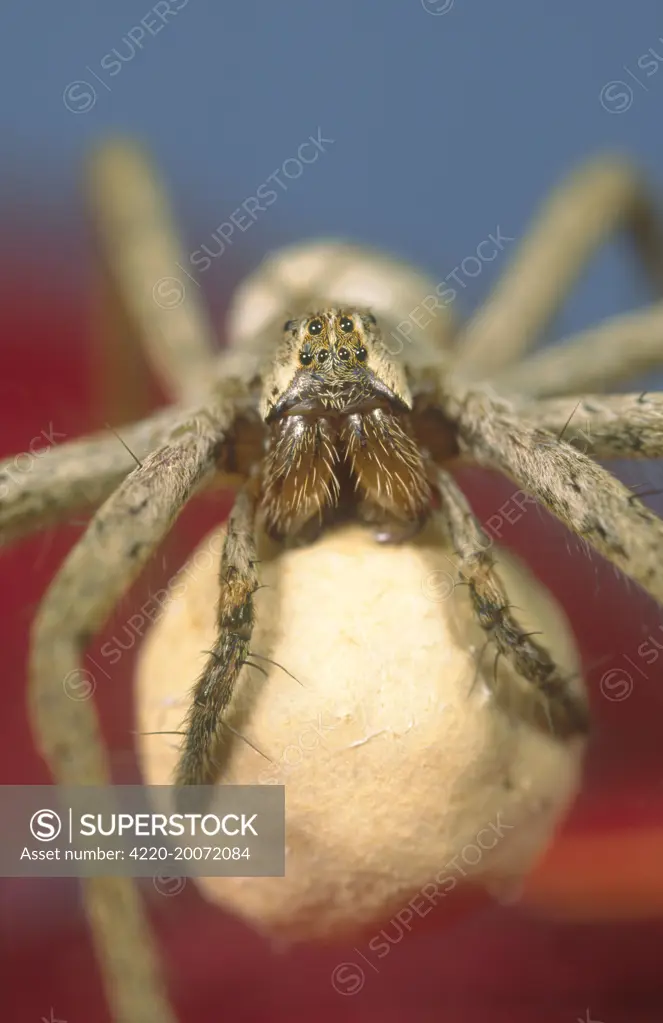 Pisaura Spider - Carrying Egg Sac (Pisaura mirabilis). Norfolk UK.
