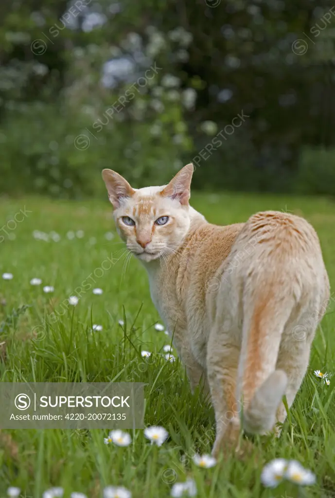 Tonkanese Cat - in garden 