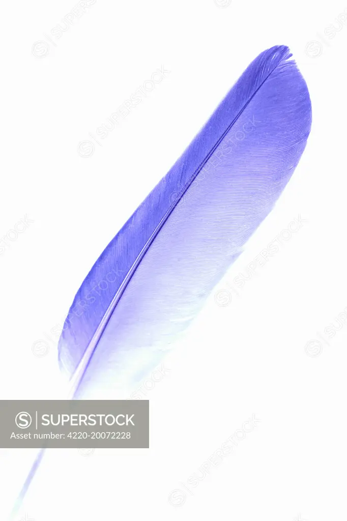 Feather - purple 