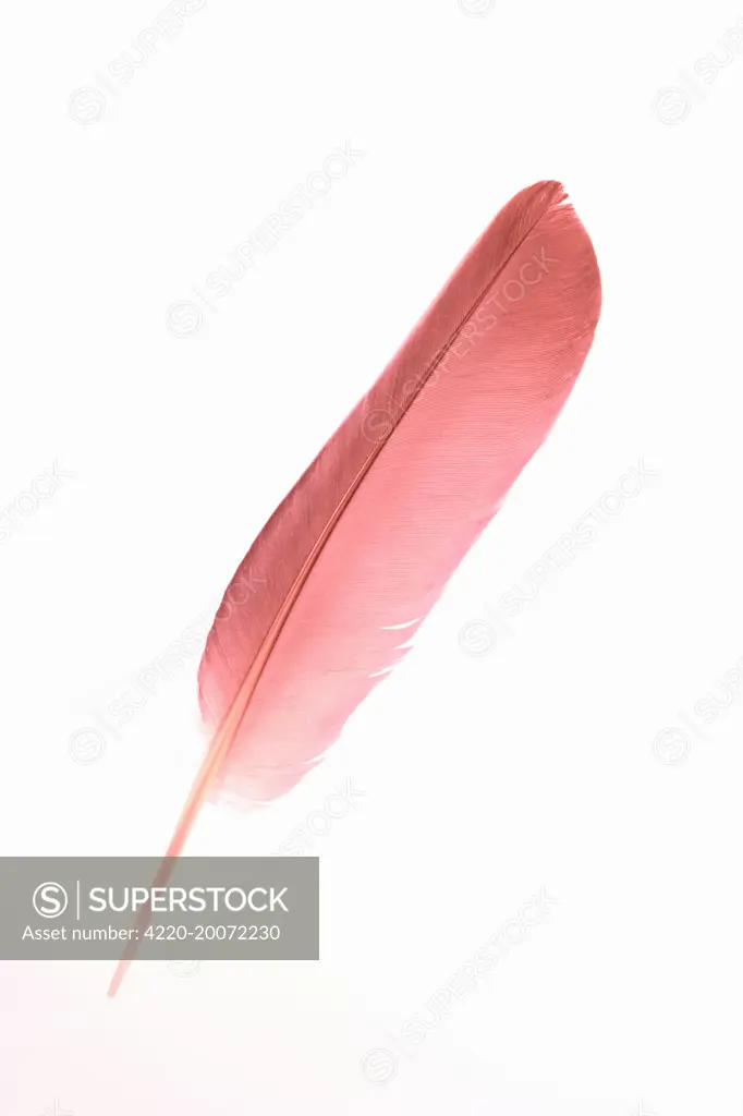 Feather - red 