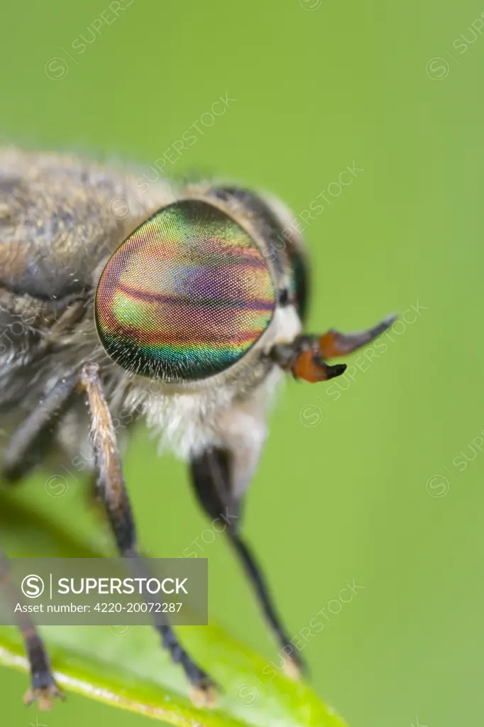 Horse Fly (female) - showing banded eyes (Tabanus bovinus)