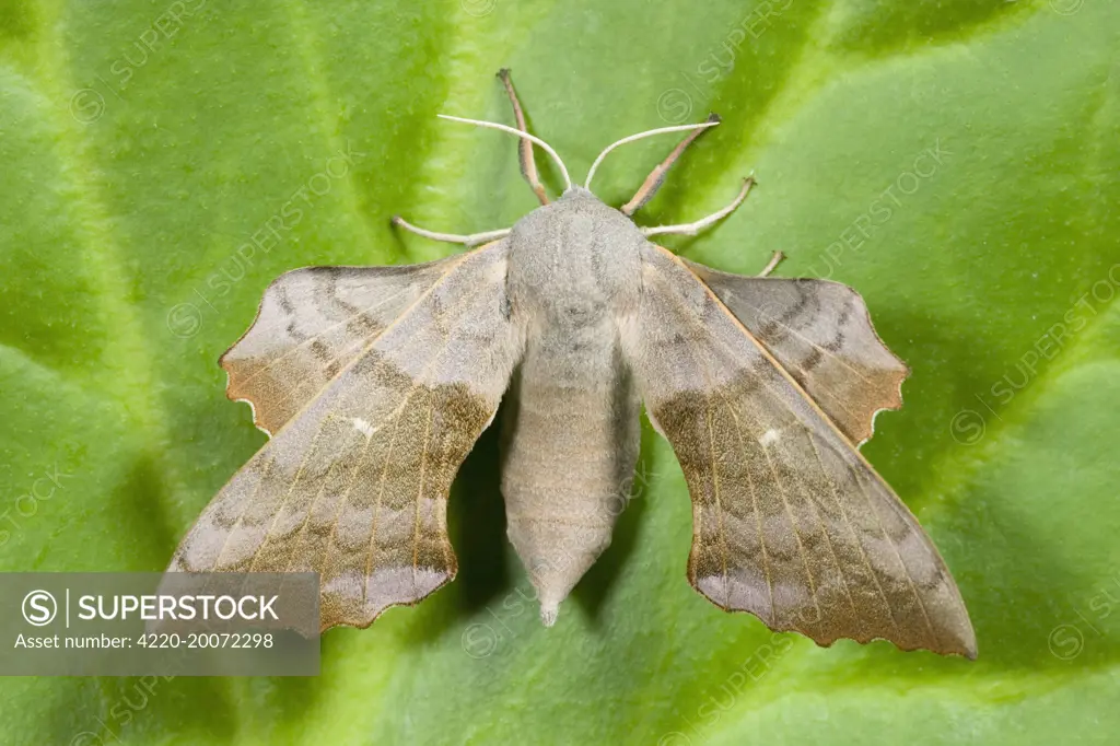 Poplar Hawk-moth (Laothoe populi). Norfolk, UK.