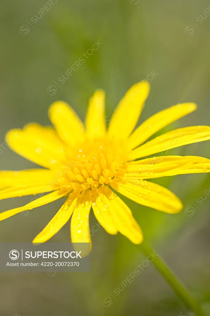 Marguerite Daisy  (Argyranthemum frutescens). Norfolk UK.