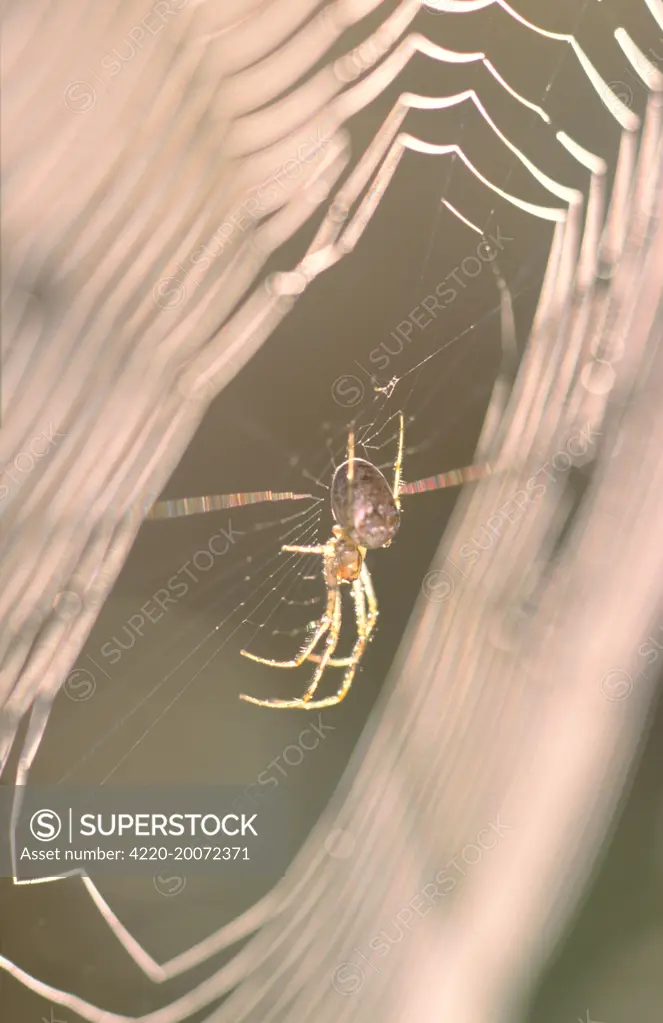 Garden Spider - In dew covered web at sunrise (Araneus diadematus). Norfolk UK.