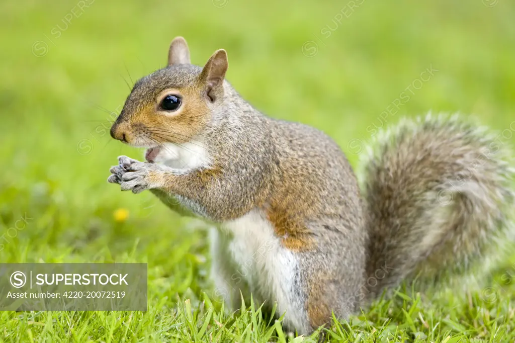 Grey Squirrel Eating on Lawn (Sciurus carolinensis). Norfolk UK.