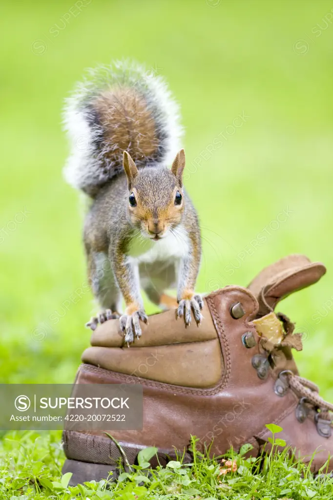 Grey Squirrel Standing on old boot  (Sciurus carolinensis). Norfolk UK.