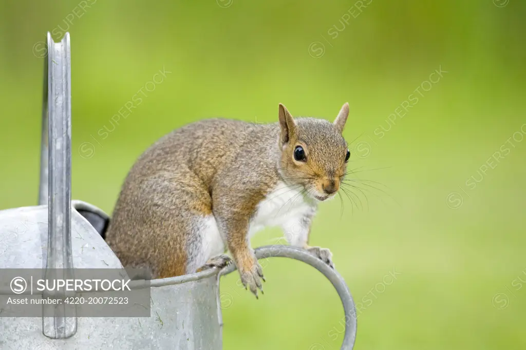 Grey Squirrel Standing on metal watering can (Sciurus carolinensis). Norfolk UK.