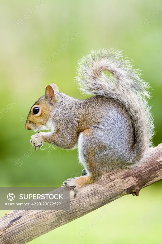 Grey Squirrel On tree branch  (Sciurus carolinensis). Norfolk UK.