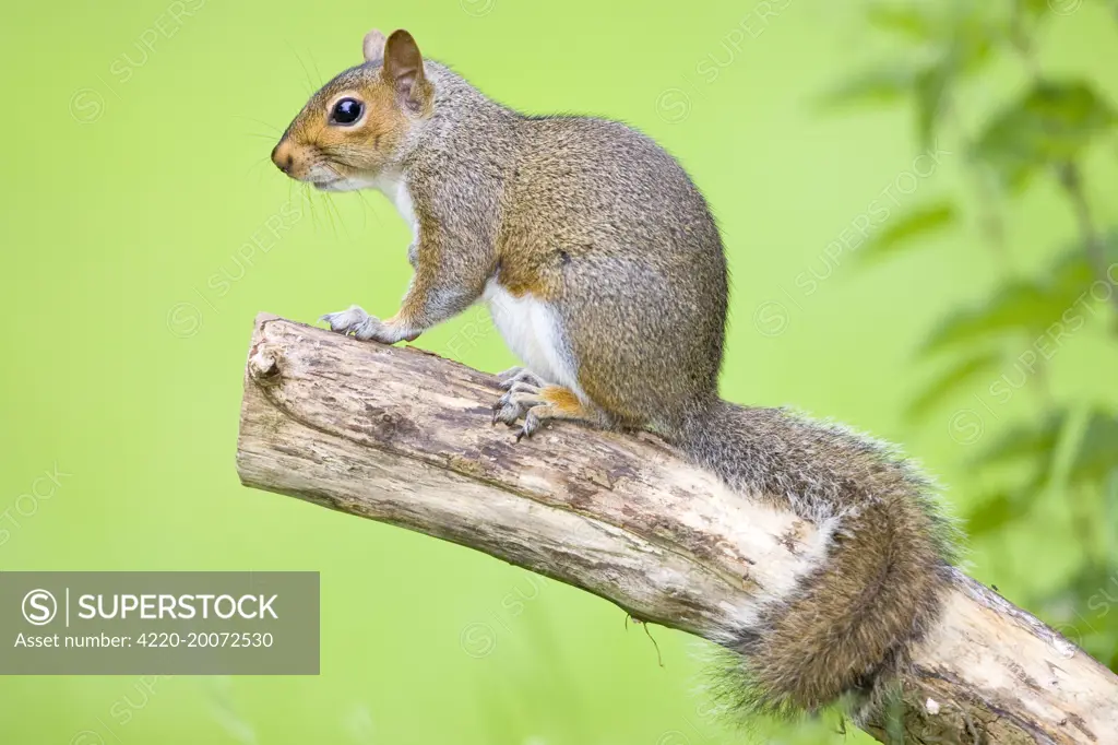 Grey Squirrel On tree branch  (Sciurus carolinensis). Norfolk UK.