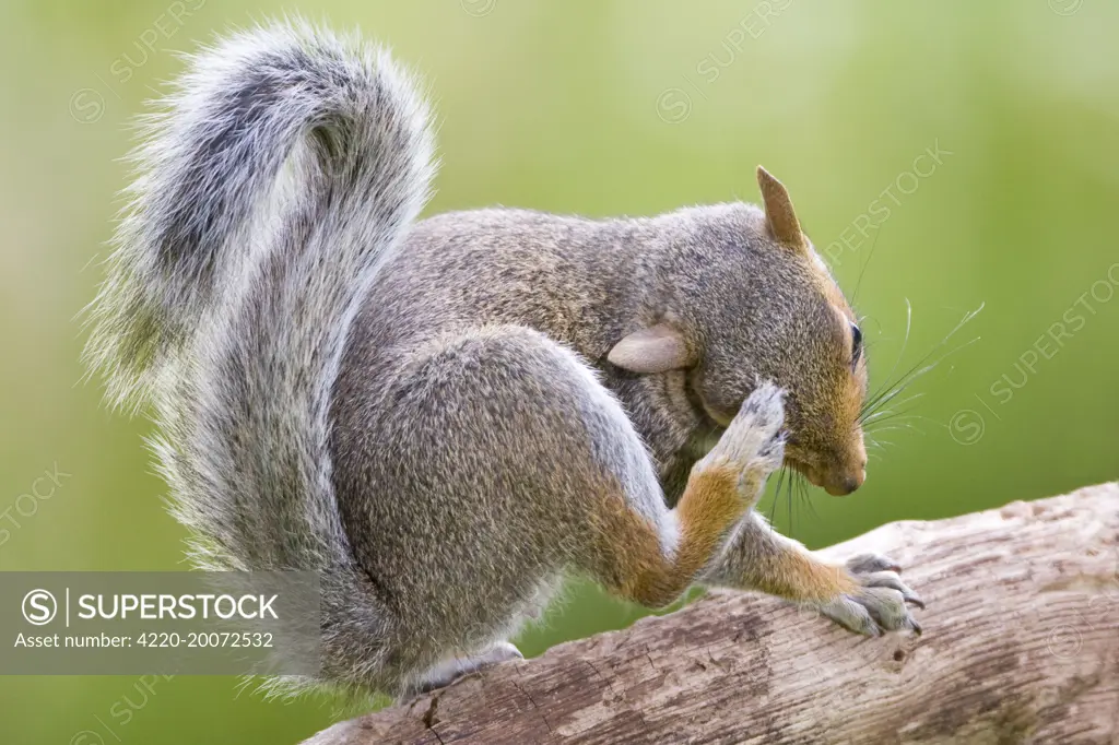 Grey Squirrel Scatching head  (Sciurus carolinensis). Norfolk UK.