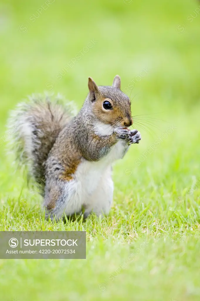 Grey Squirrel Eating on Lawn (Sciurus carolinensis). Norfolk UK.