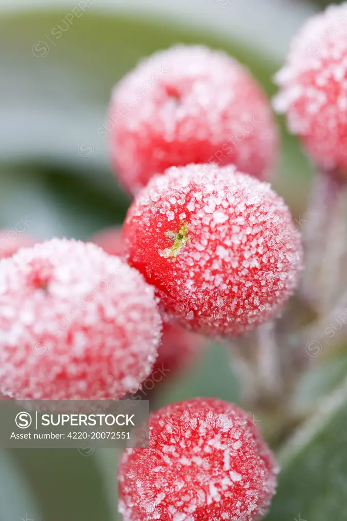 Skimmia Berries Frosted (Skimmia japonica 'Rubella')
