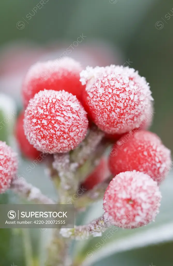 Skimmia Berries - Frosted (Skimmia japonica 'Rubella')