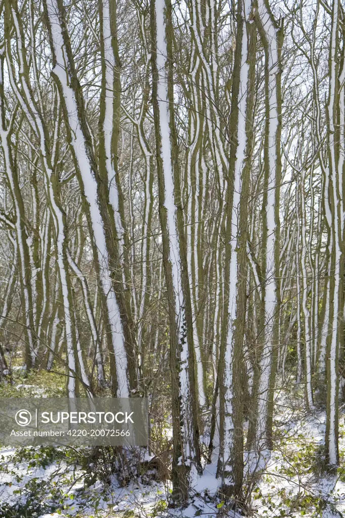 Tree trunks - covered in snow. Norfolk - UK.