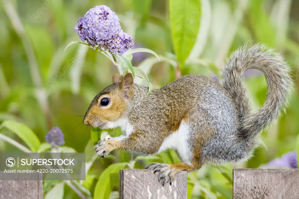 Grey Squirrel on wooden fence with Buddleia behind  (Sciurus carolinensis). Norfolk UK.