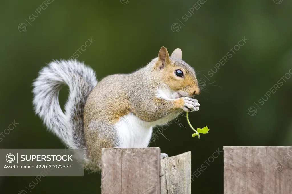 Grey Squirrel eating on wooden fence and holding leaf in paws.  (Sciurus carolinensis)