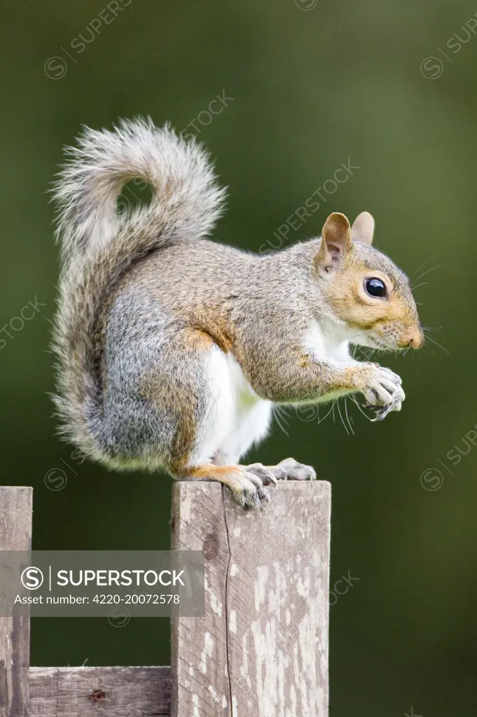 Grey Squirrel on wooden fence (Sciurus carolinensis). Norfolk UK.