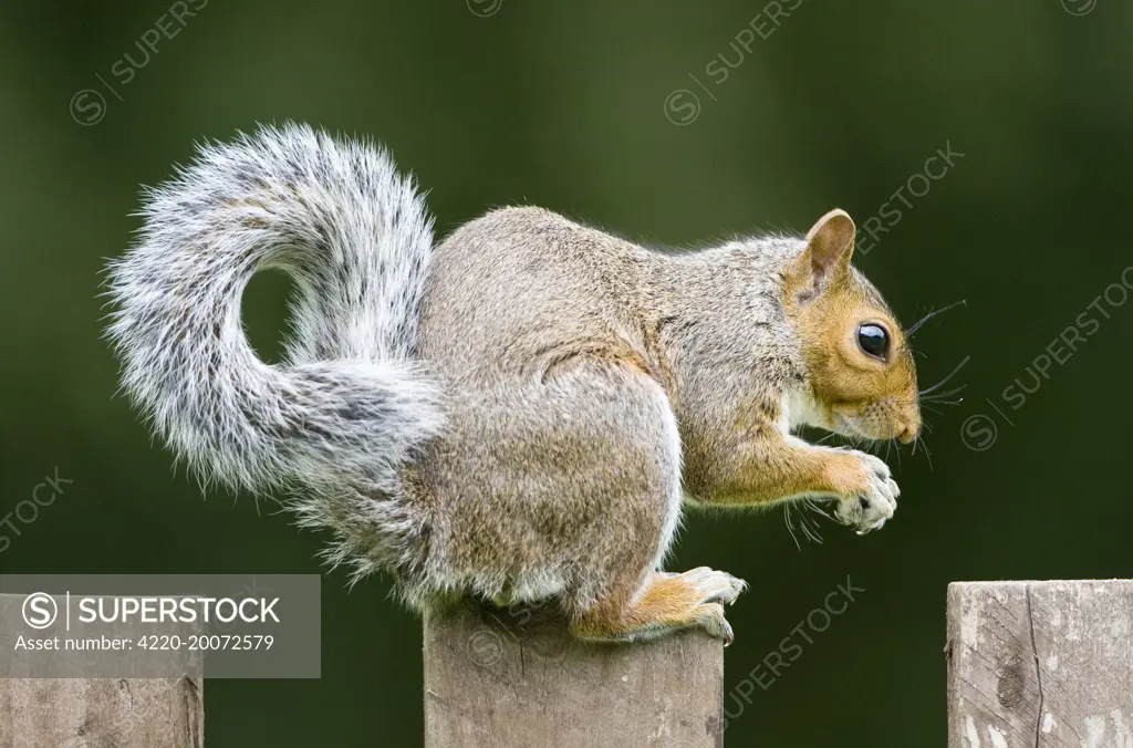 Grey Squirrel on wooden fence  (Sciurus carolinensis). Norfolk UK.