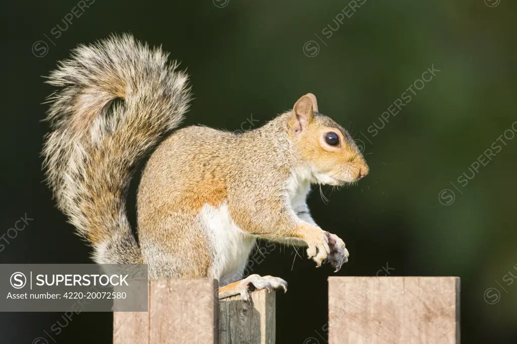 Grey Squirrel on wooden fence. (Sciurus carolinensis)