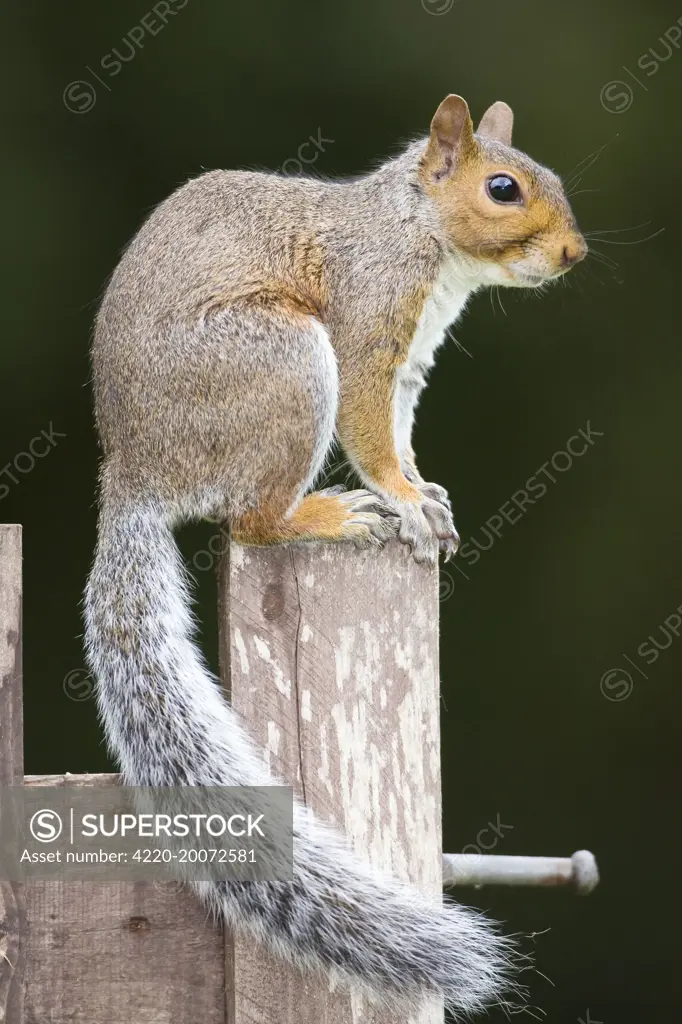 Grey Squirrel on wooden gate (Sciurus carolinensis)