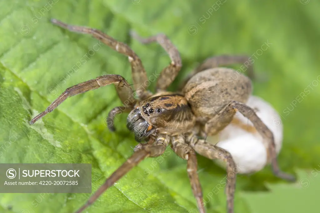 Wolf Spider with egg sac. Norfolk UK.