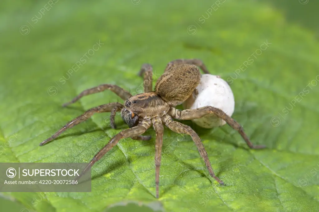 Wolf Spider with egg sac . Norfolk UK.