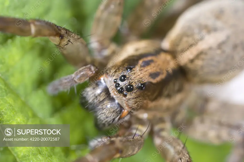 Wolf Spider showing eight eyes. Norfolk UK.