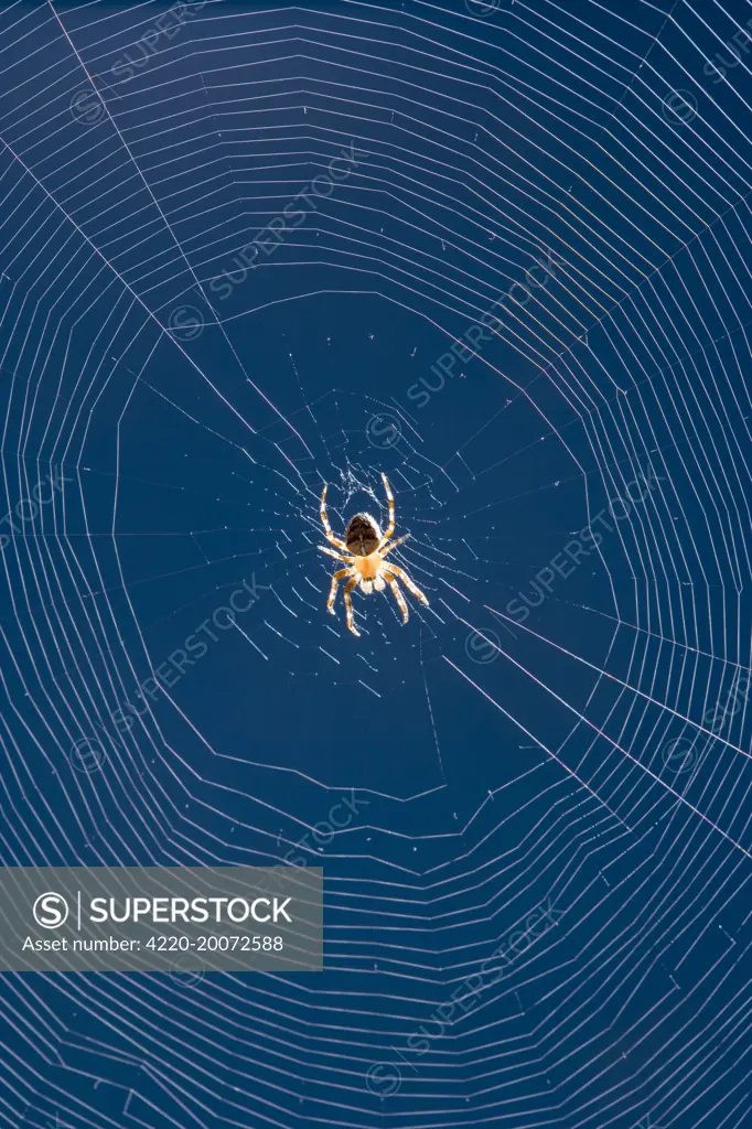 Garden Spider in center of orb web (Araneus diadematus). Norfolk UK.