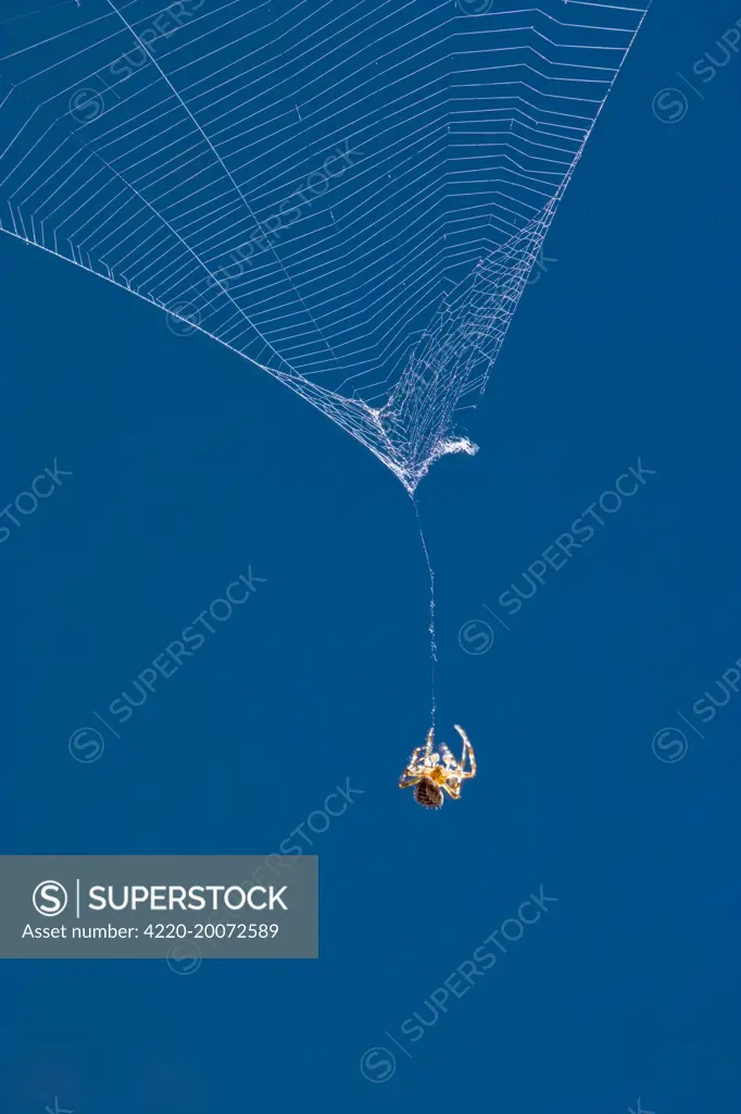 Garden Spider hanging on thread of broken orb web  (Araneus diadematus). Norfolk UK.