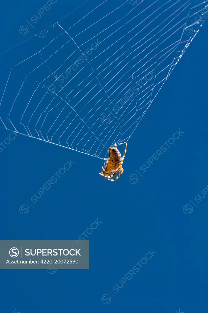 Garden Spider on broken orb web  (Araneus diadematus). Norfolk UK.