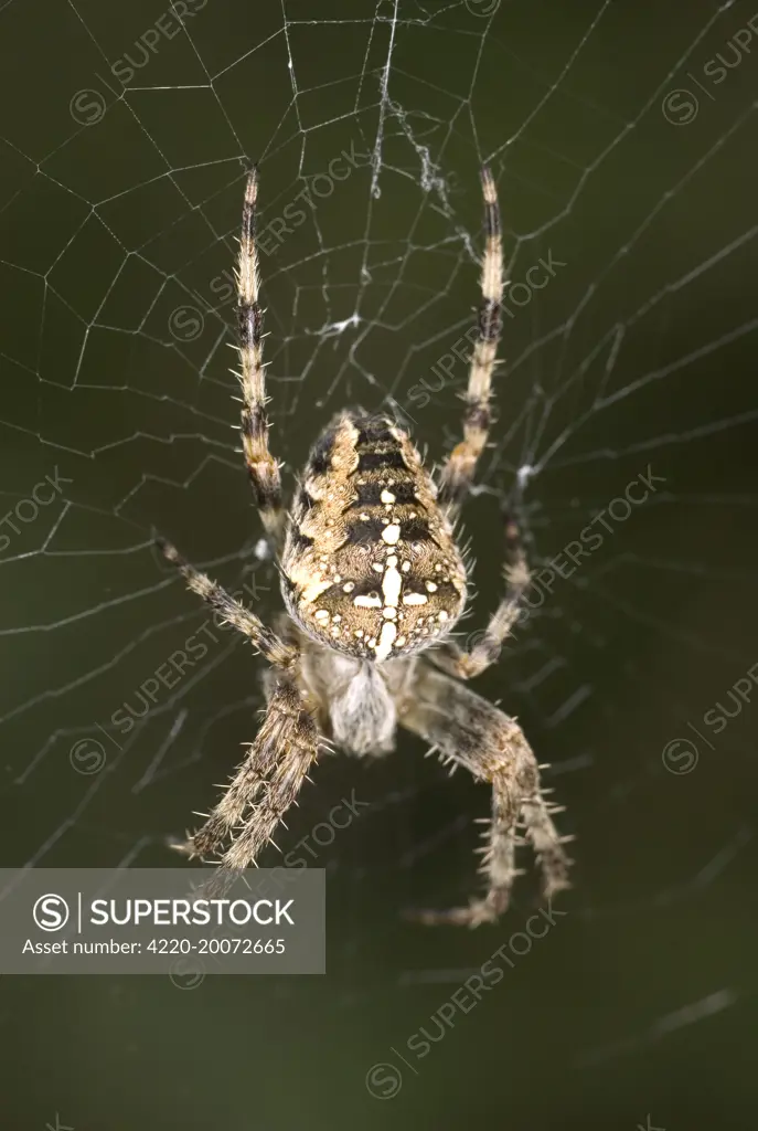 Garden Spider - Female at centre of Web (Araneus diadematus). Norfolk UK.
