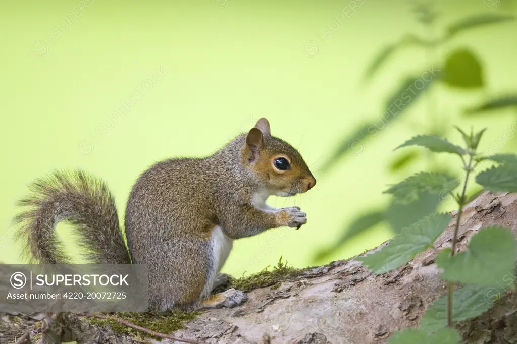 Grey Squirrel  (Sciurus carolinensis). Norfolk - UK.